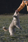 Tibet-Terrier-Sheltie-Mischling