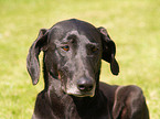 Weimaraner-Windhund-Mischling