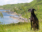 Weimaraner-Windhund-Mischling