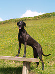 Weimaraner-Windhund-Mischling