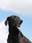 Weimaraner-Windhund-Mischling