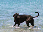 Weimaraner-Windhund-Mischling