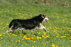 Sheltie-Mischling