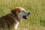 Akita-Inu-Collie-Mix