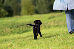 junger Labrador-Mischling