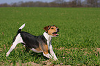 Parson-Russell-Terrier-Mix