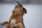 Mischling im Schnee