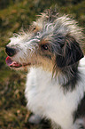 Dackel-Parson-Russell-Terrier-Mix Portrait