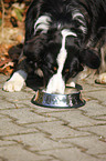 Border-Collie-Australian-Shepherd-Mischling