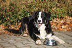 Border-Collie-Australian-Shepherd-Mischling