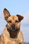 Boxer-Schferhund-Mix Portrait