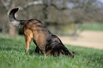 Appenzeller-Malinois-Mischling