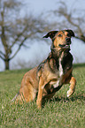 Appenzeller-Malinois-Mischling