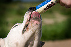 fressender Dogo-Argentino-Mix