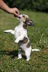 Chihuahua-Jack-Russell-Terrier-Mix Welpe