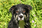 Border-Collie-Mix Portrait