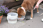 trinkender Nova-Scotia-Duck-Tolling-Retriever-Mix