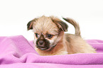 Chihuahua-Shih-Tzu-Mix Welpe