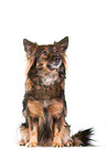 sitzender Terrier-Mix