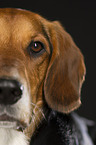 Beagle-Mix Gesicht