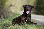 liegender Mnsterlnder-Labrador-Mix