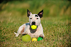 liegender Bullterrier-Mix