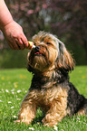 fressender Yorkshire-Terrier-Mix
