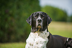 Deutsche-Dogge-Mix Portrait