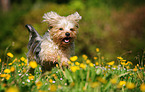 rennender Yorkshire-Terrier-Mix