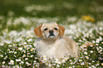 liegender Tibet-Spaniel-Mischling