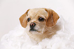 Tibet-Spaniel-Mischling Portrait