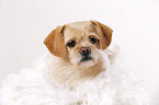 Tibet-Spaniel-Mischling Portrait