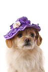 Tibet-Spaniel-Mischling Portrait