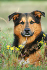 liegender Berner-Sennenhund-Schferhund