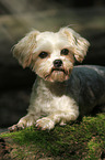 liegender Yorkshire-Terrier-Malteser