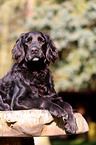 liegender Flat-Coated-Retriever-Mischling