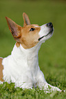 liegender Jack-Russell-Terrier-Mischling