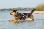 rennender Berner-Sennenhund-Schferhund