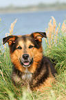 liegender Berner-Sennenhund-Schferhund