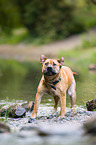 Staffordshire-Terrier-Mischling schttelt sich