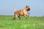 rennender Mops-Pinscher