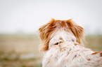 Cocker-Spaniel-Mischling Portrait