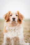 Cocker-Spaniel-Mischling Portrait