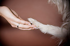 Parson-Russell-Terrier-Mischling gibt Pftchen