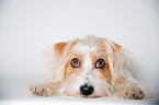 liegender Parson-Russell-Terrier-Mischling