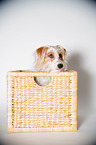 Parson-Russell-Terrier-Mischling Portrait