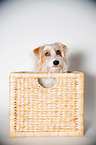 Parson-Russell-Terrier-Mischling Portrait