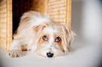 liegender Parson-Russell-Terrier-Mischling