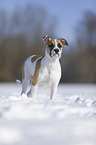 Bulldogge-Mischling steht im Schnee