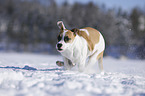 Bulldogge-Mischling rennt durch den Schnee
